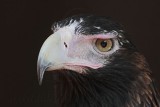 _MG_0780 Wedge-tailed Eagle.jpg