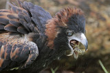 Black-breasted Buzzard - Hamirostra melanosternon - NT