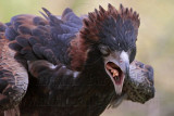 _MG_9790 Black-breasted Buzzard.jpg