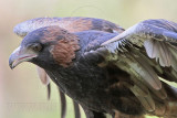 _MG_9847 Black-breasted Buzzard.jpg