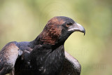 _MG_9870 Black-breasted Buzzard.jpg