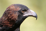 _MG_9872crop Black-breasted Buzzard.jpg