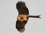 _MG_3733 Black Kite.jpg