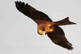 _MG_3772 Black Kite.jpg