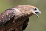 _MG_0001 Brahminy Kite juvenile.jpg