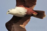 _MG_2100 Brahminy Kite.jpg