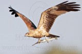 _MG_5397 Whistling Kite.jpg