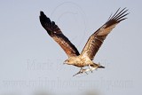_MG_5399 Whistling Kite.jpg