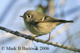 _MG_7743-4-Ruby-crowned Kinglet_Animated_image.gif