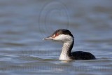 _MG_5674 Horned Grebe.jpg