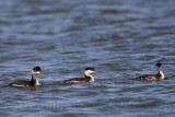 _MG_6075 Horned & Eared Grebe.jpg