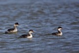 _MG_6111 Horned & Eared Grebe.jpg