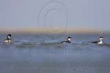 _MG_6203 Horned & Eared Grebe.jpg