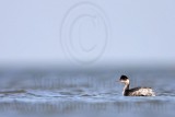 _MG_6234 Eared Grebe.jpg