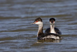_MG_6479 Horned Grebe.jpg