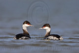 _MG_6486 Horned Grebe.jpg