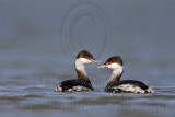 _MG_6487 Horned Grebe.jpg