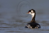 _MG_6529 Horned Grebe.jpg