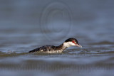 _MG_6583 Horned Grebe.jpg
