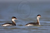 _MG_6608 Horned Grebe.jpg