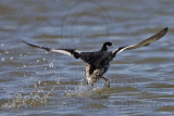 _MG_6671 Horned Grebe.jpg