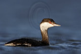 _MG_7563 Horned Grebe.jpg