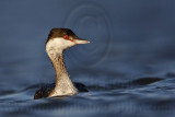 _MG_7820 Horned Grebe.jpg