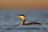 _MG_8040 Horned Grebe.jpg