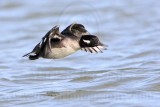 _MG_5998 Bufflehead.jpg
