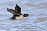_MG_6004 Bufflehead.jpg