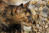 _MG_6755 Rural Cat.jpg