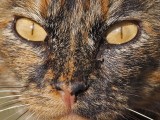 _MG_6794 Rural Cat.jpg