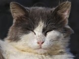 _MG_6860 Rural Cat.jpg