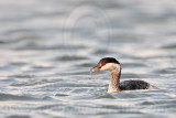 _MG_5180 Horned Grebe.jpg