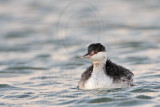 _MG_5397 Horned Grebe.jpg
