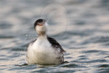 _MG_5398 Horned Grebe.jpg