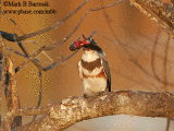 Belted Kingfisher pounding fish - Animated image.gif