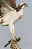 _MG_0657 Osprey.jpg