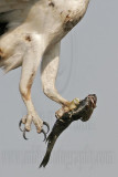 _MG_0658 Osprey.jpg