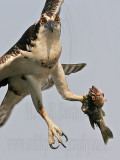 _MG_0659 Osprey.jpg