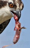 _MG_7937crop Osprey.jpg