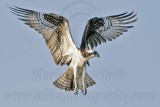 _MG_9278 Osprey.jpg
