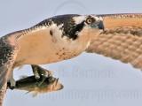 _MG_9399crop Osprey.jpg