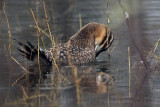 _MG_0249 Masked Duck.jpg