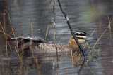 _MG_0302 Masked Duck.jpg