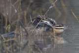 _MG_0340 Masked Duck.jpg