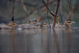 _MG_0555 Masked Duck.jpg