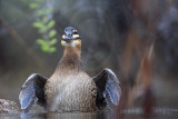 _MG_1181 Masked Duck.jpg