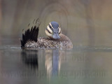 _MG_1504 Masked Duck.jpg
