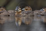 _MG_1772 Masked Duck.jpg